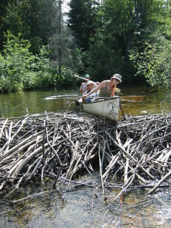Canoeists try unsuccessfully to run a beaver dam in Algonquin Park.  The dam is about 1 m (3.3 ft) high.