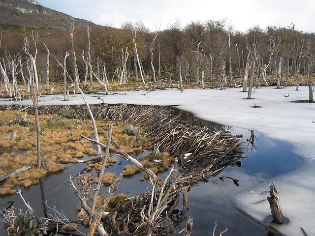 Image:Beaver dam in Tierra del Fuego.jpg