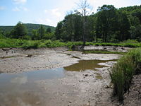 Drained beaver dam in Allegany State Park.