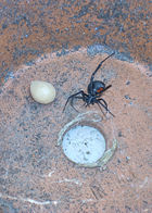 Black widow with egg sac