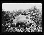 Roosevelt standing next to a dead elephant during a safari