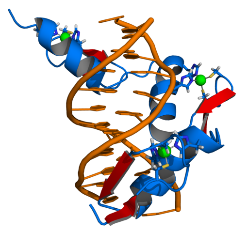Image:Zinc finger DNA complex.png