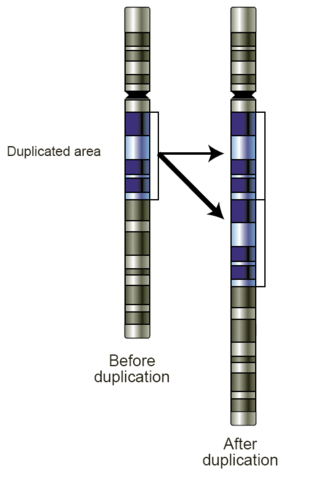 Image:Gene-duplication.png