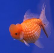 A Hama Nishiki goldfish (a wenned variety of the Pearlscale fancy goldfish)