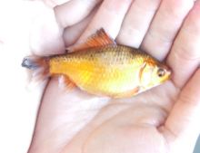 A crucian carp carrying a mutation for yellow pigment. Some of the first goldfish may have looked like this.