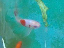 A comet goldfish. One of the most common varieties.