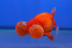 A bubble eye goldfish