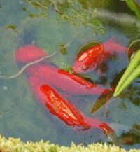 Reproducing goldfish