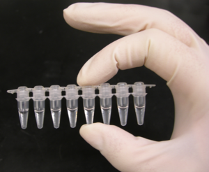 A strip of eight PCR tubes, each containing a 100μl reaction.