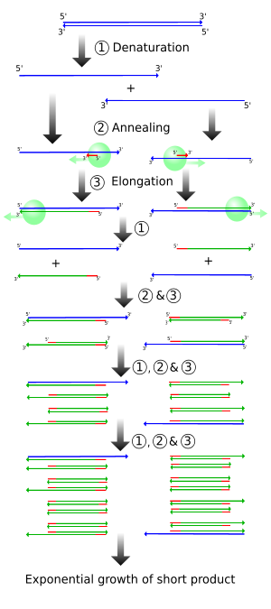 Figure 2: Schematic drawing of the PCR cycle. (1) Denaturing at 94-96°C. (2) Annealing at ~65°C (3) Elongation at 72°C. Four cycles are shown here. The blue lines represent the DNA template to which primers (red arrows) anneal that are extended by the DNA polymerase (light green circles), to give shorter DNA products (green lines), which themselves are used as templates as PCR progresses.