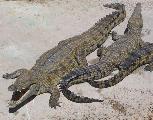 Image:NileCrocodile.jpg