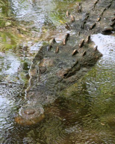 Image:Crocodylus acutus mexico 01.jpg