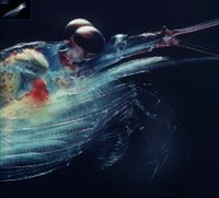 The head of Antarctic krill. Observe the bioluminescent organ at the eyestalk and the nerves visible in the antennae, the gastric mill, the filtering net at the thoracopods and the rakes at the tips of the thoracopods.