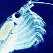 Krill feeding under high phytoplankton concentration. A slow motion video (from 300 frame/s; 490 kB) is also available.