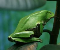 Deforestation in the Amazon Rainforest threatens many species of tree frogs, which are very sensitive to environmental changes (pictured: Giant leaf frog)