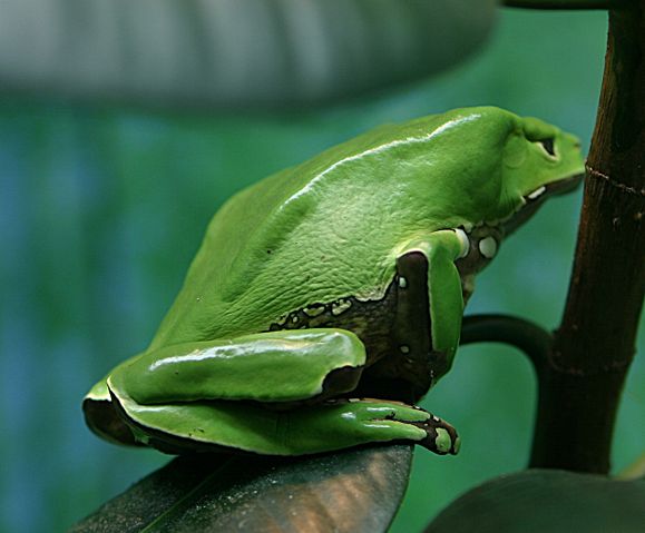 Image:Giant Waxy Monkey Frog.jpg