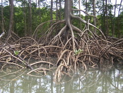Aerial roots of red mangrove on an Amazonian river