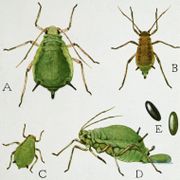 The life stages of the green apple aphid (Aphis pomi)