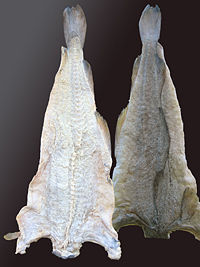 Salted and dried cod, produced in Norway. Photo by Karl Ragnar Gjertsen