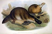 A colour print of platypuses from 1863