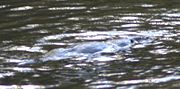 The platypus is very difficult to spot even on the surface of a river.