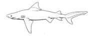 A sketch of a bull shark