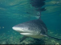 Bull shark (Bahamas)