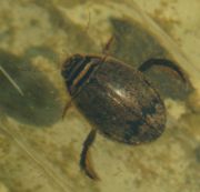 Acilius sulcatus, a diving beetle showing hind legs adapted for life in water
