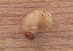 Scarabaeiform larva of the cockchafer, Melolontha melolontha