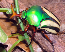 A flower beetle, Eudicella gralli, from the forests of Central Africa. The iridescent elytra are used in marriage ceremonies.