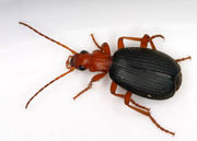 Brachinus sp., a bombardier beetle