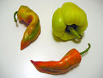 Capsicum fruit which comes in various shapes and colours can be used to make paprika.