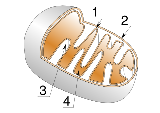 Image:Mitochondrie.svg