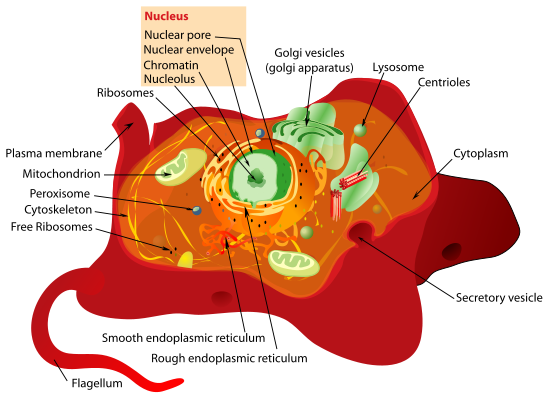Image:Animal cell structure en.svg