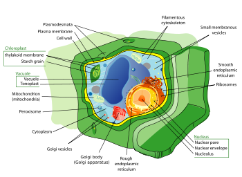 Structure of a typical plant cell.