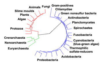 Phylogenetic tree showing the relationship between the eukaryotes and other forms of life. Eukaryotes are colored red, archaea green and bacteria blue.