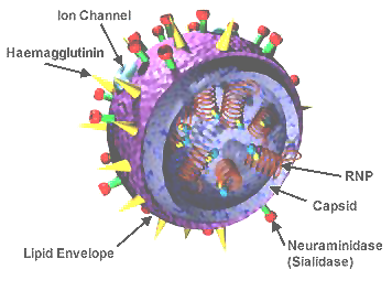 Structure of the influenza virion.  The hemagglutinin (HA) and neuraminidase (NA) proteins are shown on the surface of the particle. The viral RNAs that make up the genome are shown as red coils inside the particle and bound to Ribonuclear Proteins (RNPs).