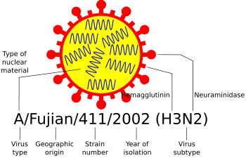 Diagram of influenza virus nomenclature (for a Fujian flu virus)