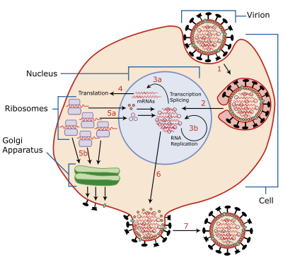 Host cell invasion and replication by the influenza virus. The steps in this process are discussed in the text.