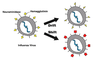 Antigenic drift creates influenza viruses with slightly modified antigens, while antigenic shift generates viruses with entirely novel antigens.