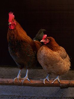 A cock (left) and hen (right) roosting together