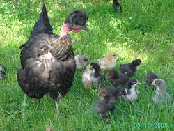 Hen and chicks searching for food in Kosovo