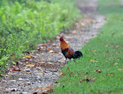 Wild Red Junglefowl- Male at 23 Mile near  Jayanti in  Buxa Tiger Reserve in Jalpaiguri district of  West Bengal, India.
