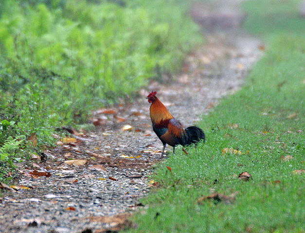 Image:Red Junglefowl (Gallus gallus) at 23 Mile near Jayanti, Duars, West Bengal W IMG 5861.jpg