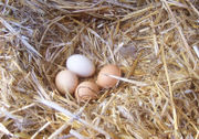 Chicken eggs vary in color depending on the hen, typically ranging from bright white to shades of brown and even blue, green, and recently reported purple (found in South Asia) (Araucana varieties).
