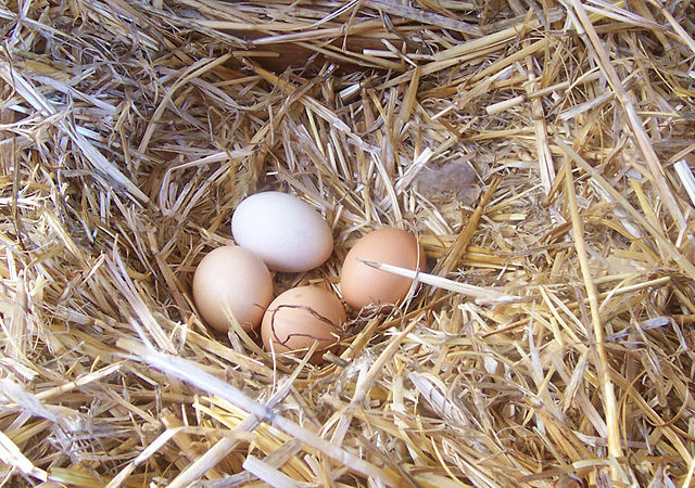 Image:Chicken eggs.jpg