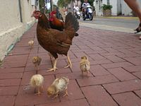 A free roaming bantam chicken family of rooster, hen and six chicks as seen on the streets of downtown Key West, Florida