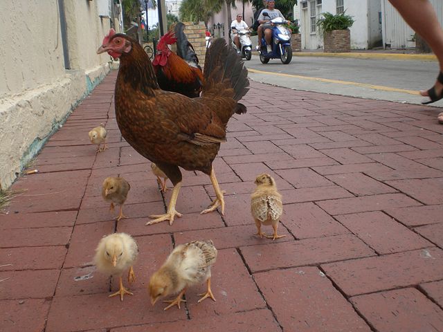 Image:Chickenfamily.jpg