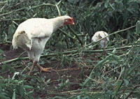 Chickens, Indonesia