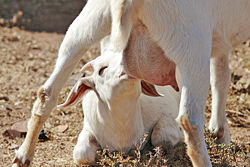 A goat kid feeding on its mother's milk.